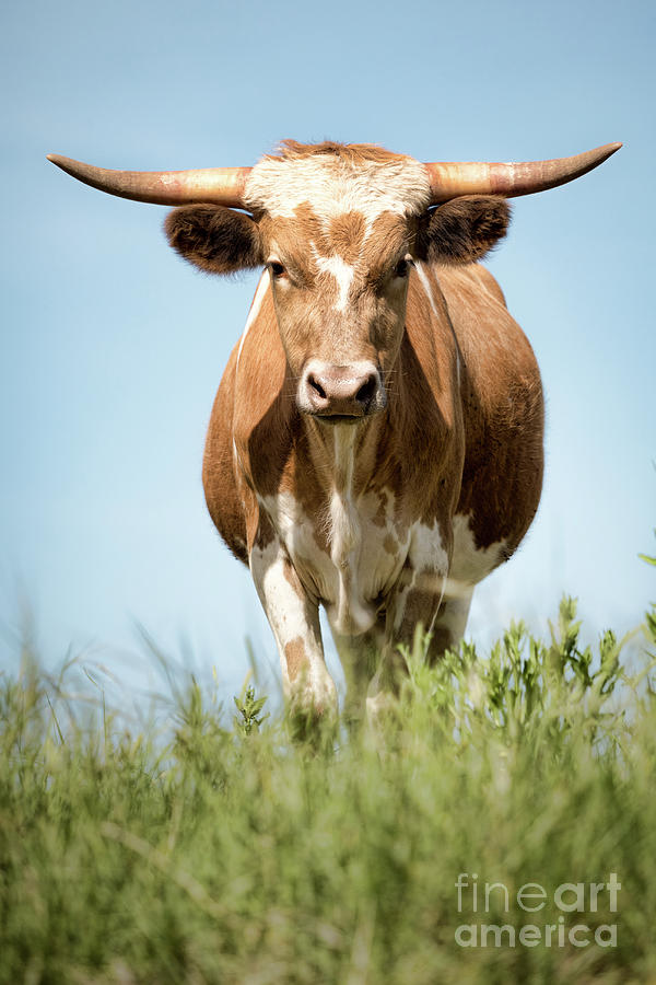 Texas Longhorn Photograph by Lawrence Burry