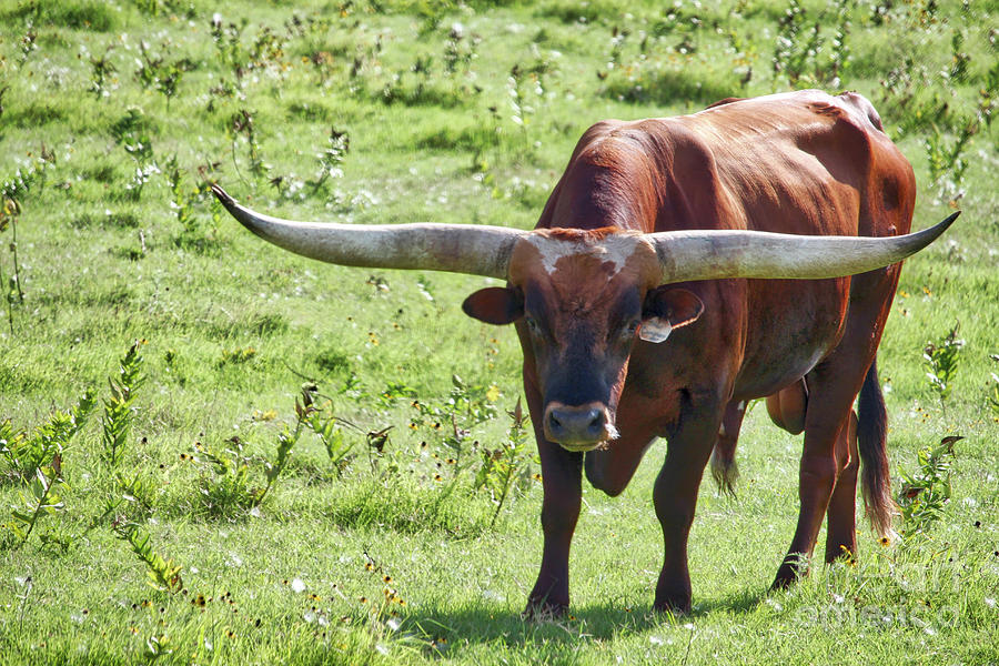 Texas Longhorn Photograph by Linda James