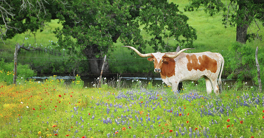 Texas Longhorn Photograph by Lynn Bauer