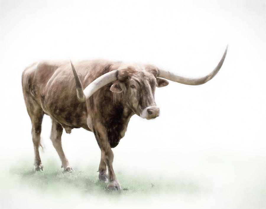 Texas Longhorn on White Photograph by David and Carol Kelly