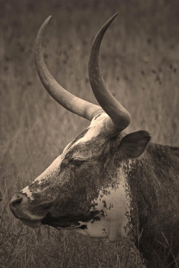 Cow Photograph - Texas Longhorn by Paul Huchton