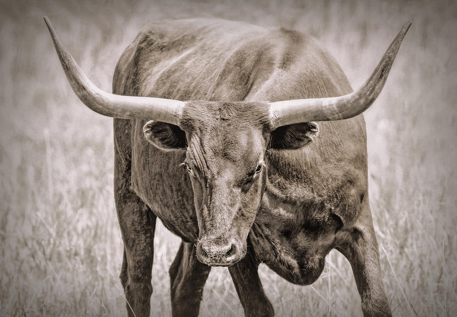 Texas Longhorn Stare Sepia Photograph by Jennie Marie Schell