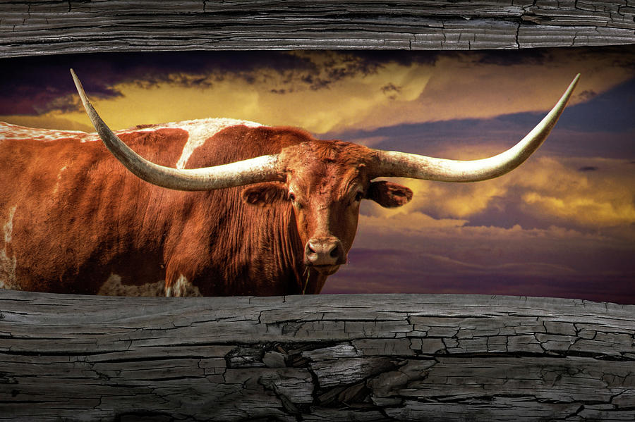 Texas Longhorn Steer at Sunset looking through the Fence Rails Photograph by Randall Nyhof