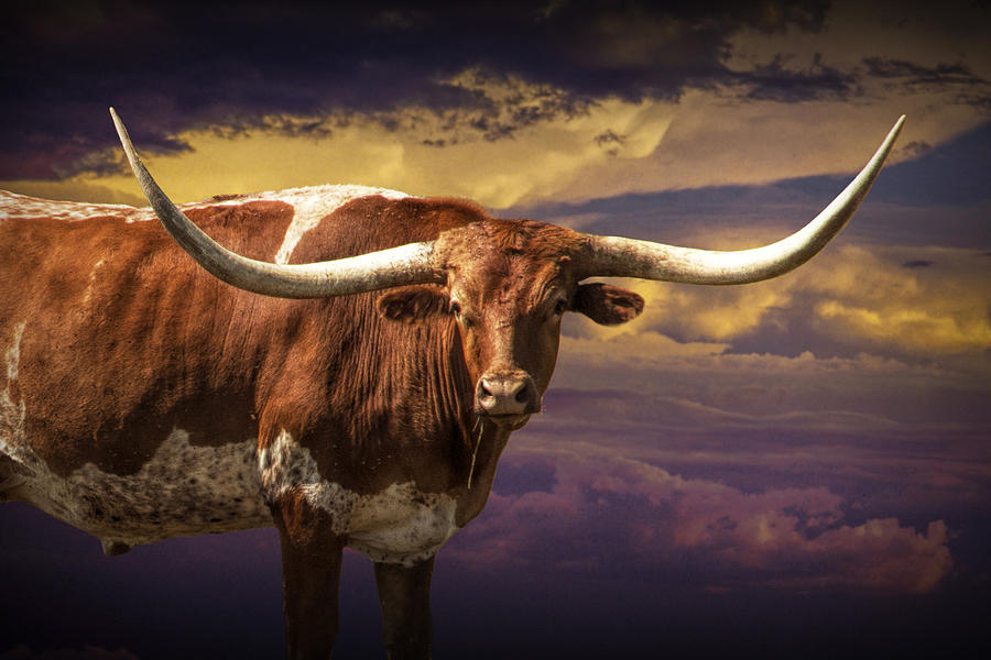 Texas Longhorn Steer at Sunset Photograph by Randall Nyhof