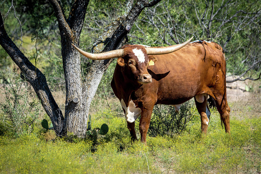 Texas Longhorn Steer Photograph