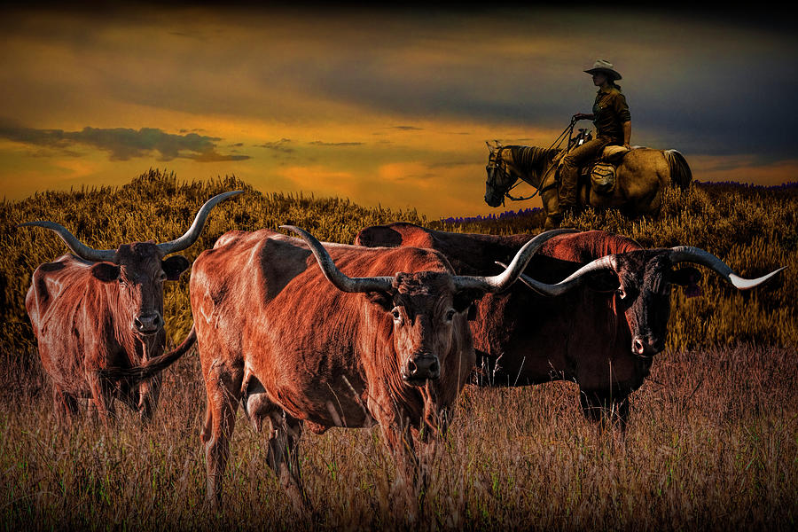 Texas Longhorn Steers and Cowboy at Sunset Photograph by Randall Nyhof