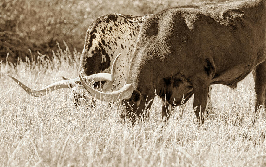 Texas Longhorn Steers Grazing Sepia Photograph by Jennie Marie Schell