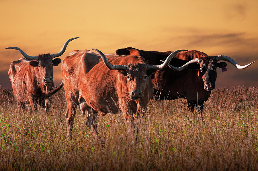 Texas Longhorn Steers Photograph by Randall Nyhof