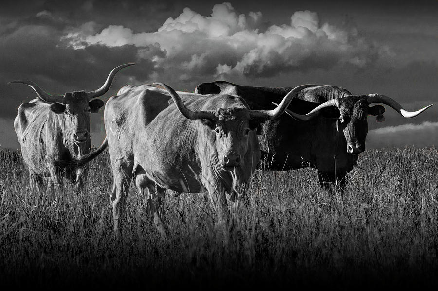 Texas Longhorn Steers under a Cloudy Sky in Black and White Photograph by Randall Nyhof
