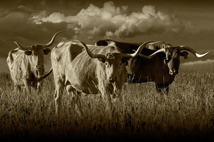 Texas Longhorn Steers under a Cloudy Sky in Sepia Tone Photograph by Randall Nyhof