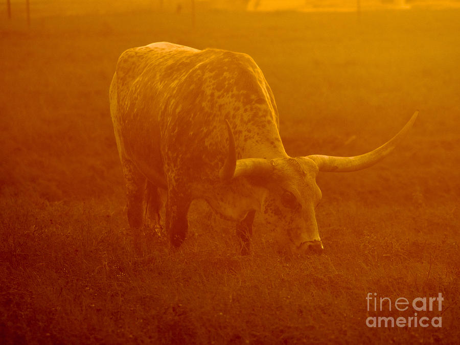 Texas Longhorn Sunset Photograph by Andres Cavazos - Pixels