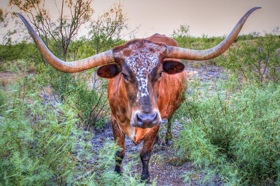 Amarillo Photograph - Texas Longhorn by Tom Weisbrook