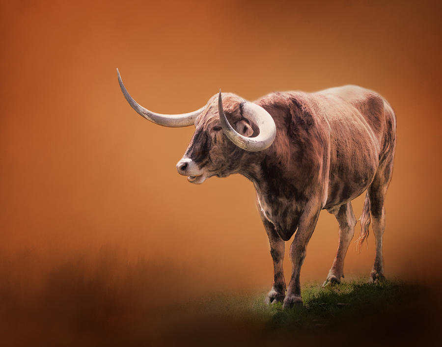 Texas Longhorn Isolated Photograph by David and Carol Kelly