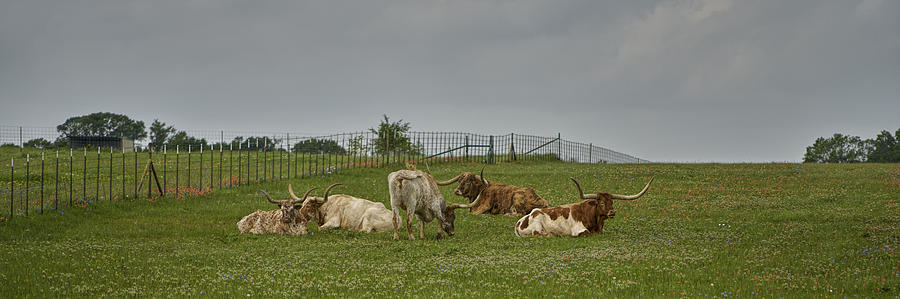 Texas Longhorns And Wildflowers Photograph
