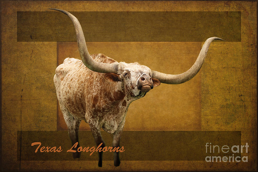 Texas Longhorns Photograph by Ella Kaye Dickey