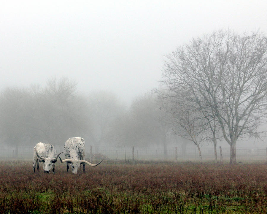 Nature Photograph - Texas Longhorns  grazing on a foggy morning by Warren Birge