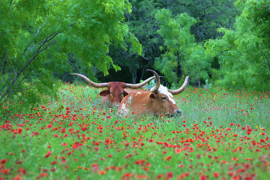 Texas Longhorns in Red Texas Wildflowers 2 Photograph by Rob Greebon