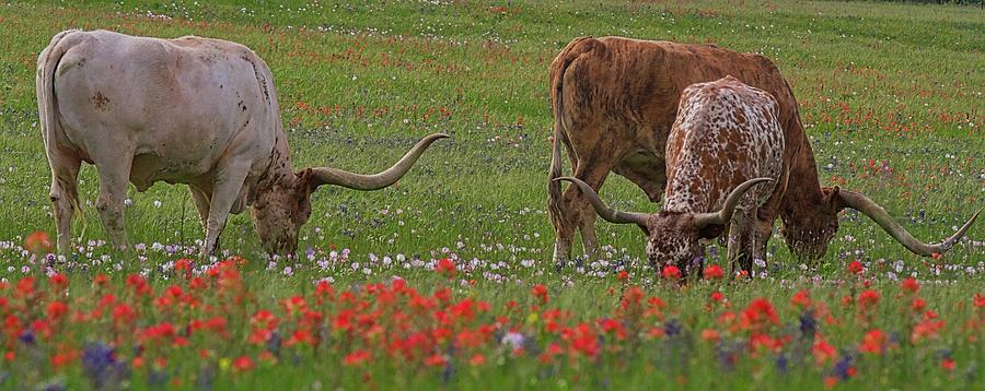 Texas Longhorns Photograph by John Babis