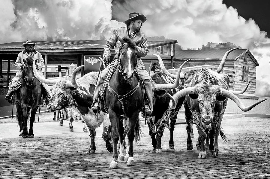 Texas Longhorns Photograph by Kelley King