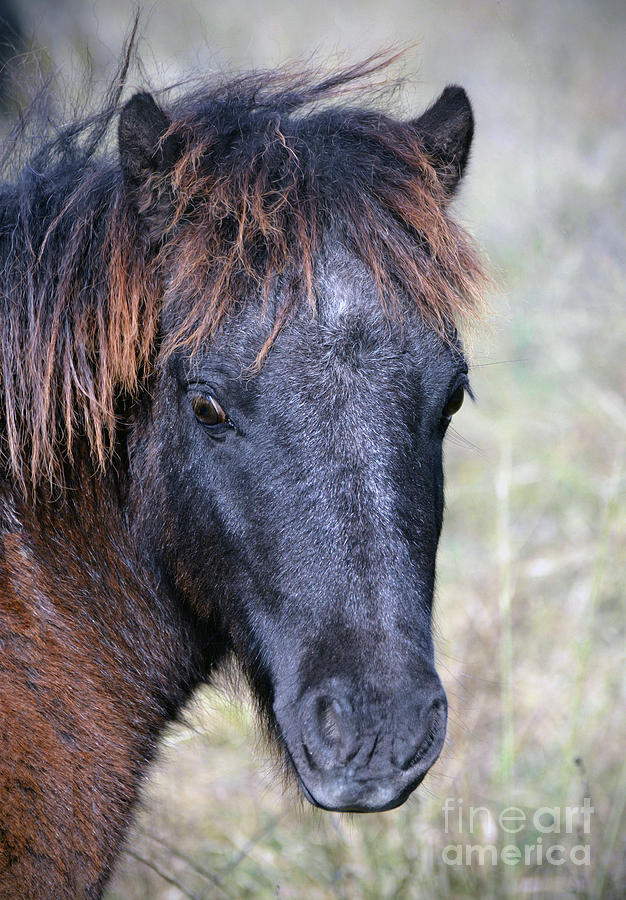 Texas Miniature Horse Photograph by Savannah Gibbs