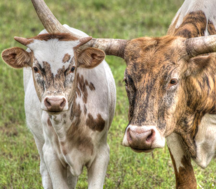 Spring Photograph - Longhorn Mother and Son by Phil And Karen Rispin