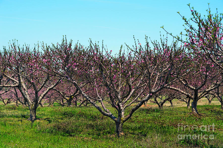 Texas Peach Orchard in Bloom Photograph by Catherine Sherman
