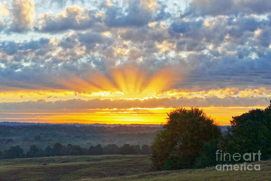 Texas Piney Woods Sunrise Photograph by Catherine Sherman