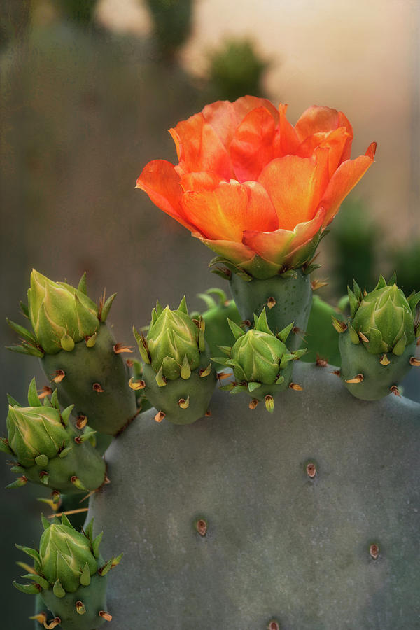 Texas Prickly Pear  Photograph by Saija Lehtonen