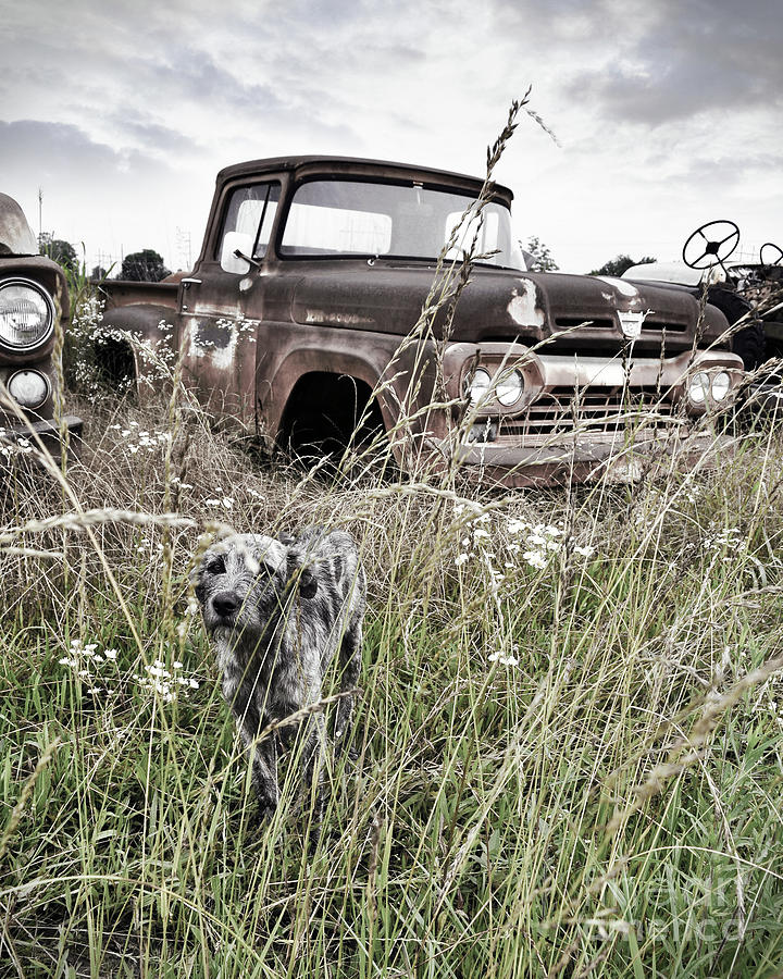 Texas Forgotten - Roadside Dog Photograph by Chris Andruskiewicz