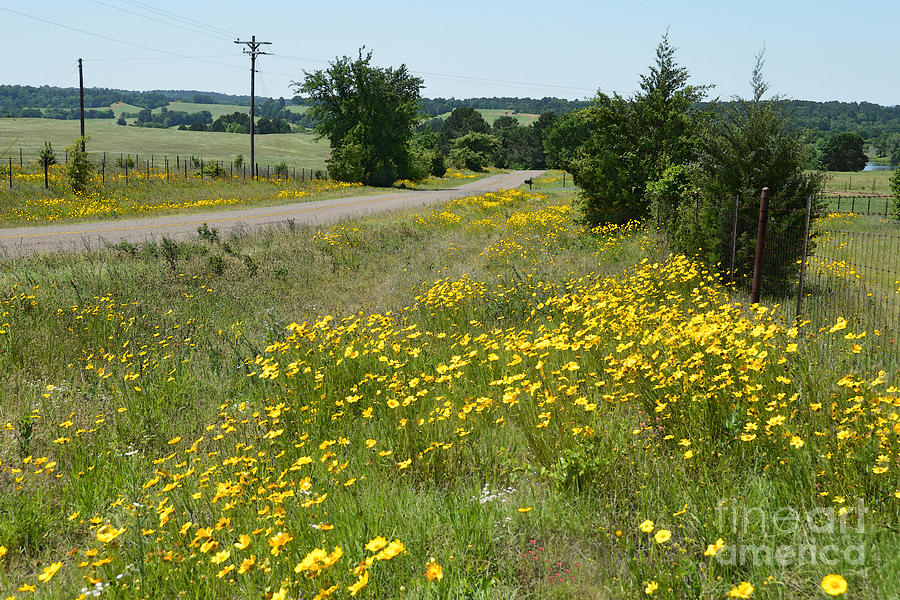 Texas Roadside Wildflowers Photograph by Catherine Sherman