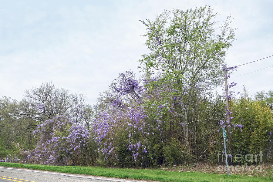Texas Roadside Wisteria In Bloom Photograph