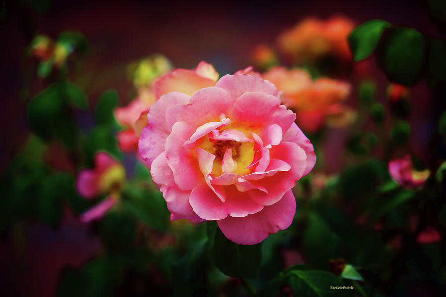 Pink Texas Rose 1 Photograph by Roberta Byram