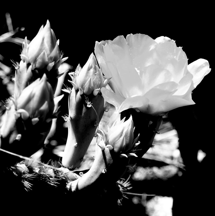 Black And White Photograph - Texas Rose III by James Granberry