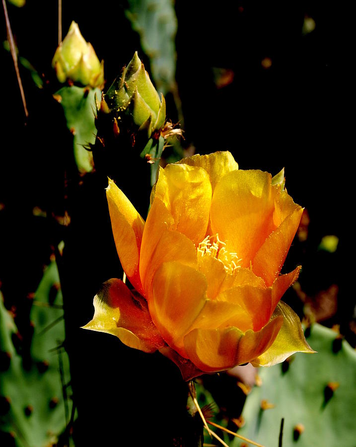 Texas Rose IIII Photograph by James Granberry