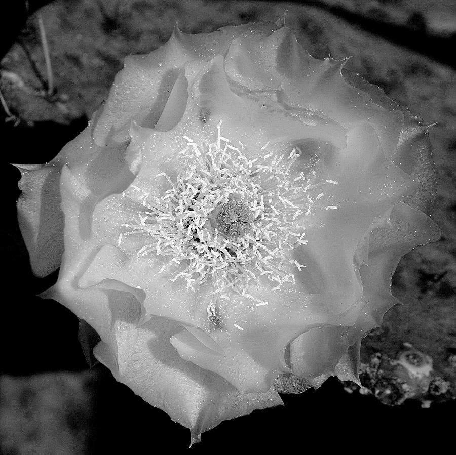 Texas Rose XI black and white Photograph by James Granberry