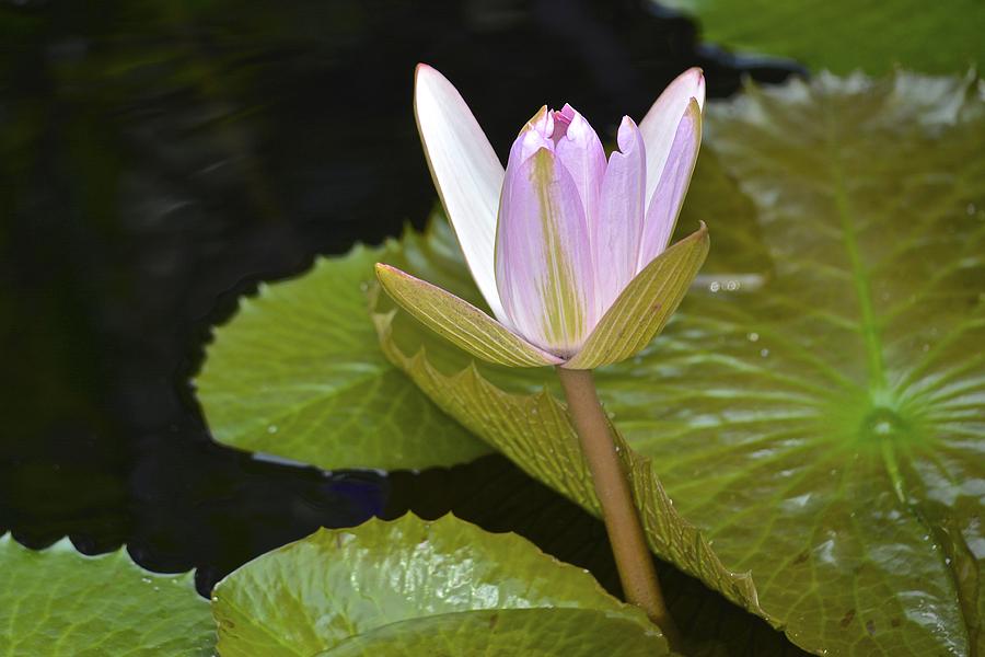 Texas Shell Pink Waterlily Photograph by Tana Reiff