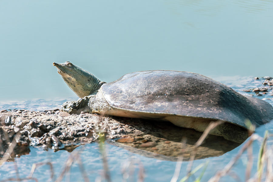 Texas Spiny Soft Shell Turtle Photograph by Debra Martz
