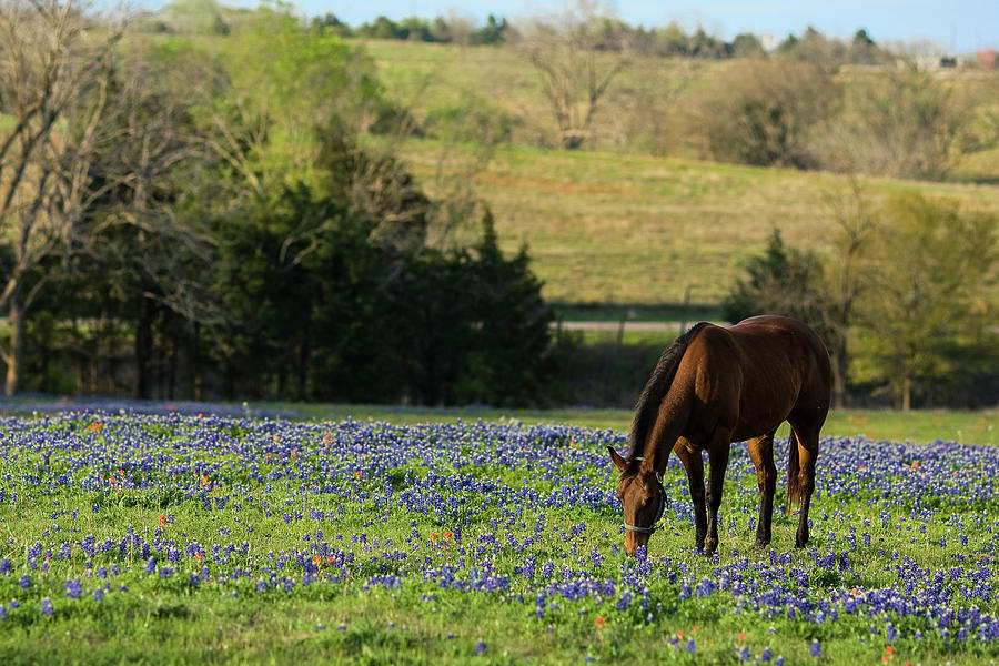 Texas Spring Photograph by Gerard Harrison