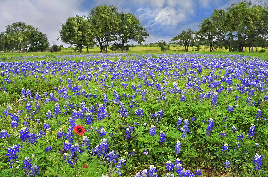 Texas Spring  Photograph by Lynn Bauer