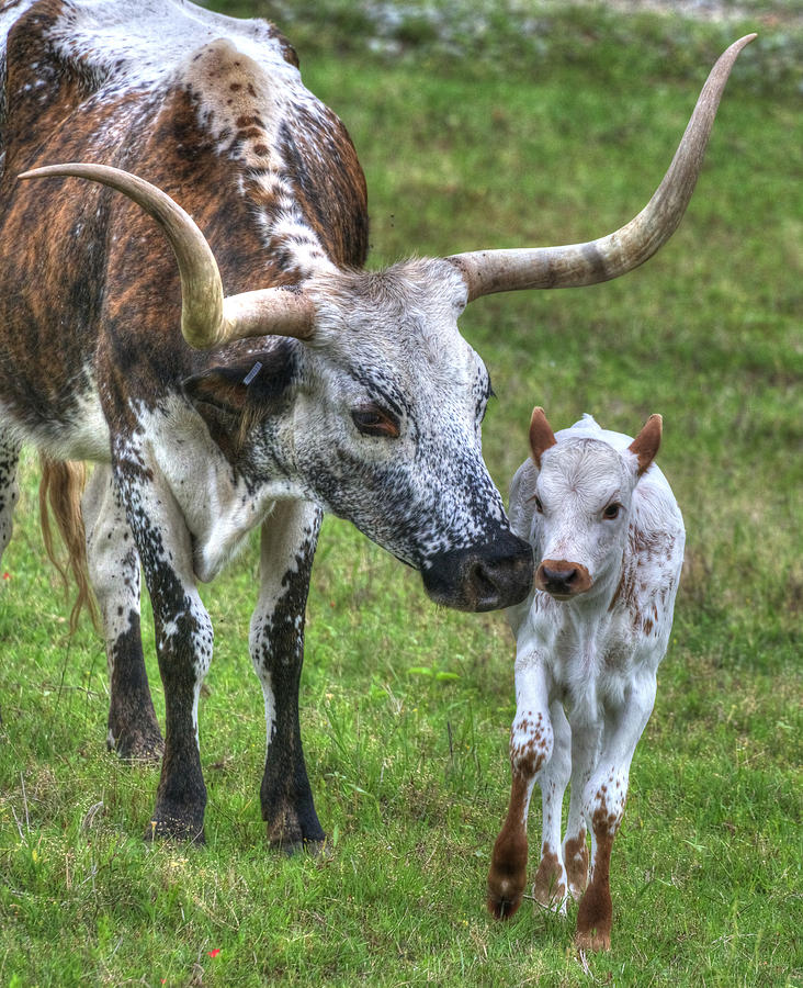 Spring Photograph - Longhorn calf by Phil And Karen Rispin