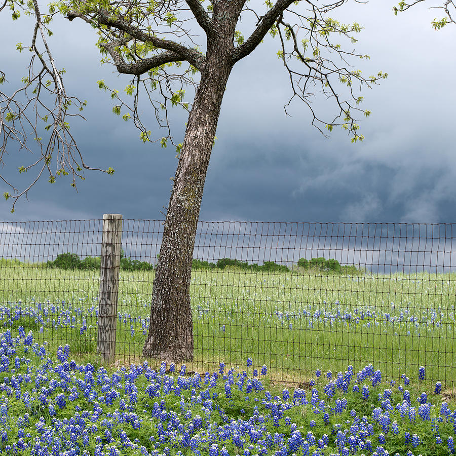 Flower Photograph - Texas Spring Storm by Rospotte Photography