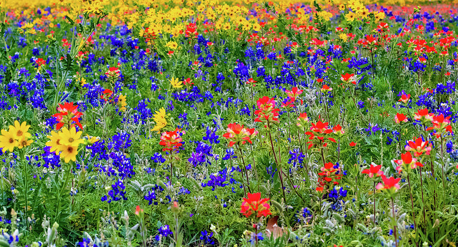 Texas Springtime Photograph by D George Taylor - Pixels