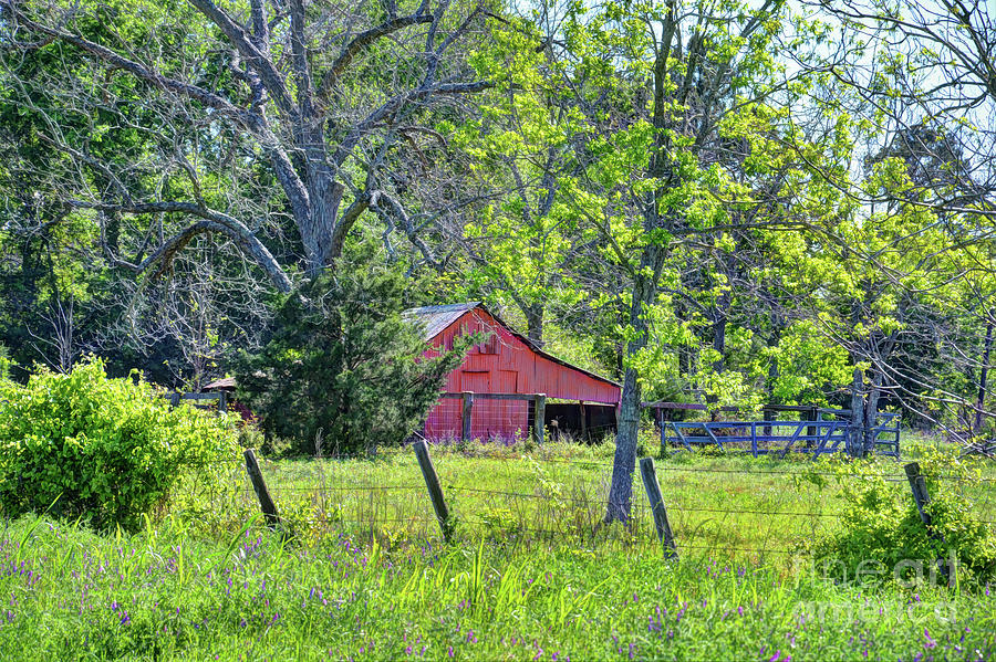 Texas Springtime Farm Photograph by Savannah Gibbs