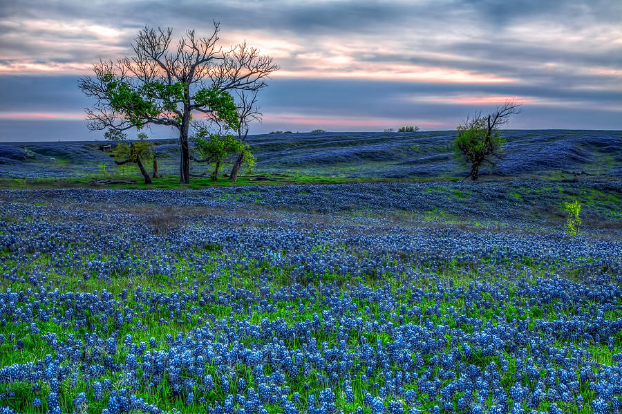 Texas Springtime Photograph by Tom Weisbrook