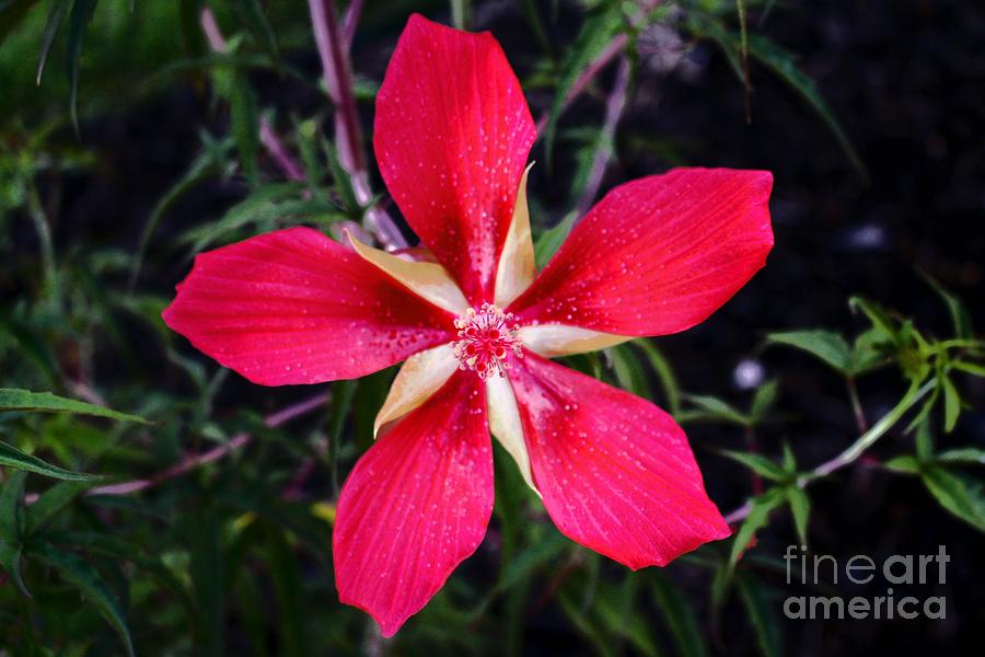 Texas Star Hibiscus Red 2.0 Photograph by Ella Kaye Dickey