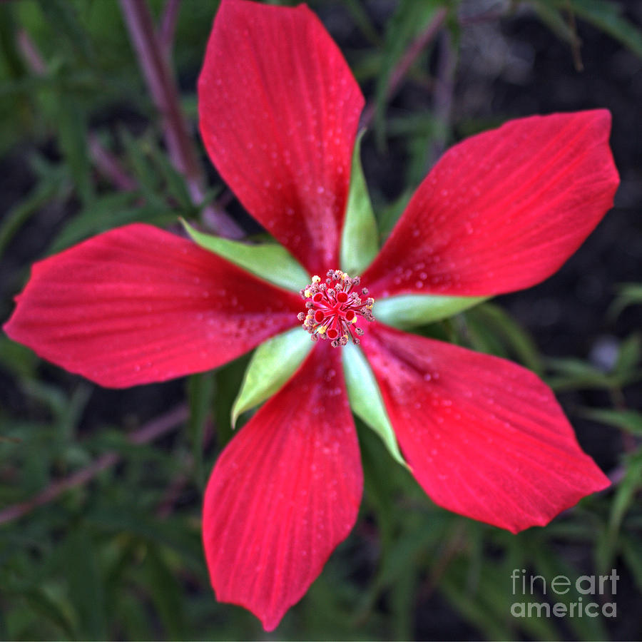 Texas Star Hibiscus Red Photograph by Ella Kaye Dickey