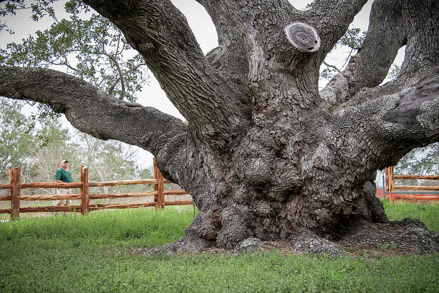 Texas State Champion Live Oak Photograph by Mary Lee Dereske