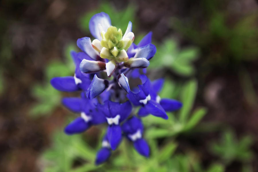 Texas State Flower Photograph by Alicia R Paparo