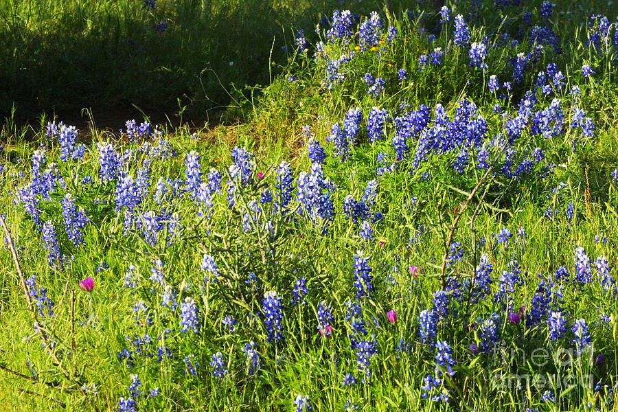 Texas State Wildflower in Spring Photograph by Linda Phelps