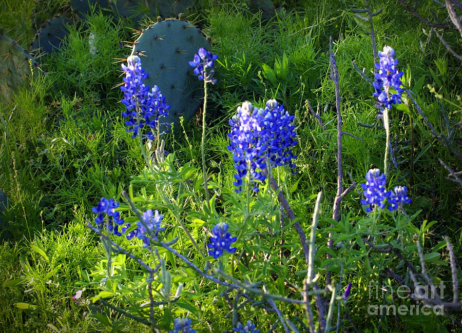 Nature Photograph - Texas State wildflowers by Linda Phelps